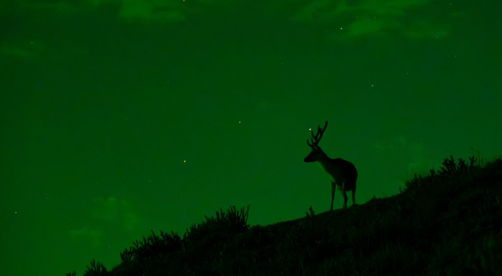 The silhouette of a buck against a bright green night sky.